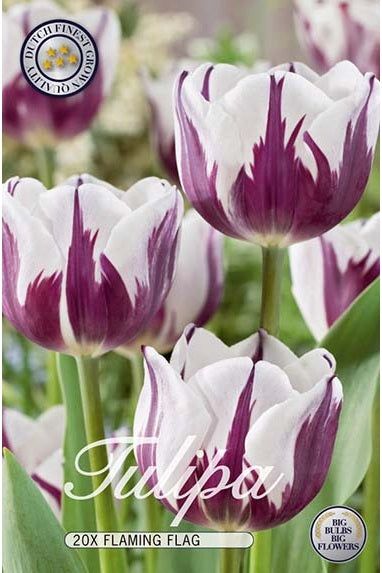 Tulip Flaming Flag 20-pakning